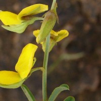 Crotalaria albida B.Heyne ex Roth